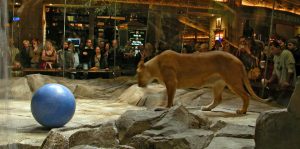 mgm_grand_tiger_exhibit